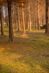 Inside view of a cypress forest during autumn time.