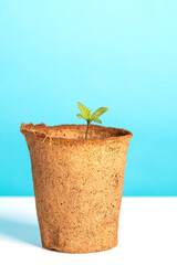 A small plant of cannabis seedling. Cultivation in an indoor marijuana