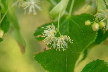 Beautiful linden tree blossoms in the summer. Medicinal, herbal, vegan, organic tea.