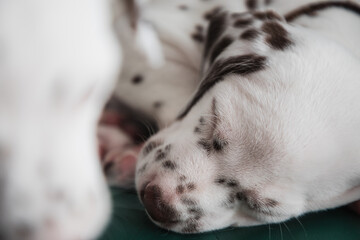 Cute, little, sleeping Dalmatian puppy dog