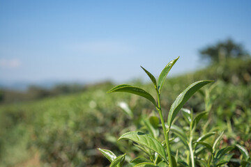 Close-up of top green tea leaf in the tea plantations with blurred background. Space for text