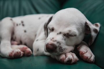 Cute, little, sleeping Dalmatian puppy dog