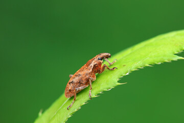 Weevil on green leaves, North China Plain