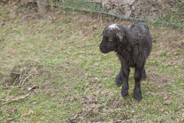 New born ouessant lamb sheep 