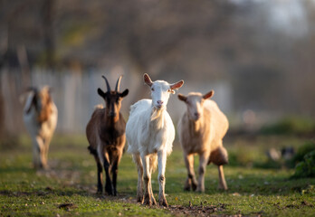 Different goat breeds on meadow