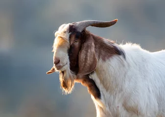 Foto op Canvas Boer goat walking on meadow © Budimir Jevtic