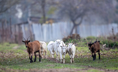 Naklejka na ściany i meble Alpine and saanen goats walking free outdoor