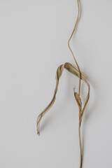 White dry flower stalk on white background. Beautiful composition with neutral colors. Minimal, stylish, trend concept. Parisian vibes. Closeup photo.