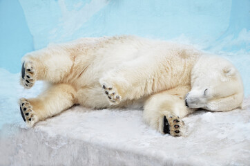 Naklejka na ściany i meble polar bear sleeping