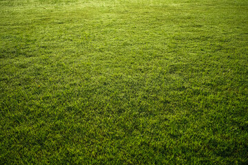 Green lawn pattern and texture background.