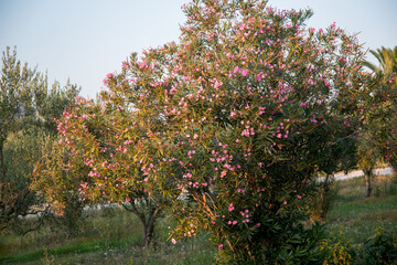 Fototapeta na wymiar Wood in Greece in Sithonia in the village of Nikiti blossoms pink flowers