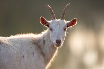 White saanen goat outdoor