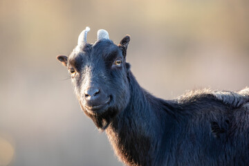Fototapeta premium Funny portrait of black goat