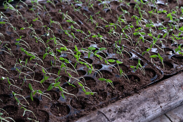 Tomato seedling in soild tray