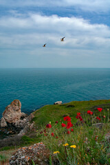 Fototapeta na wymiar Poppies and the sea along the shores of the Yailata reserve