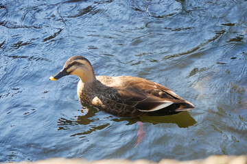日本、池で泳ぐカモ