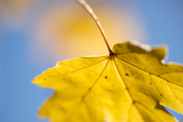 Obraz premium Wallpaper, background, yellow autumn leaves on the tree and on the grass