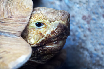 Ancient turtle look. Close-up of a wild turtle head