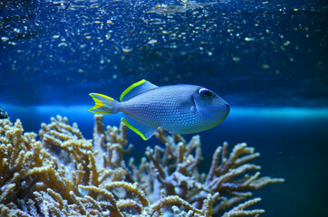 fish in the coral
