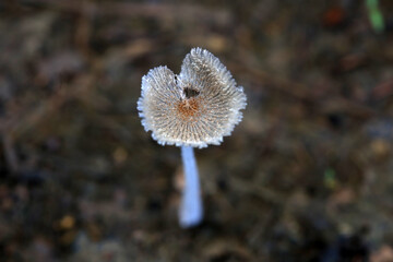Small mushrooms after rain in the natural ecological environment, North China