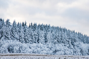 beautiful winter landscape  snow covered pine forest