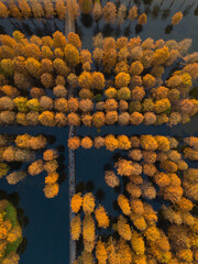 Aerial view of the yellow pond cypress forest in a wetland, in China, autumn time.