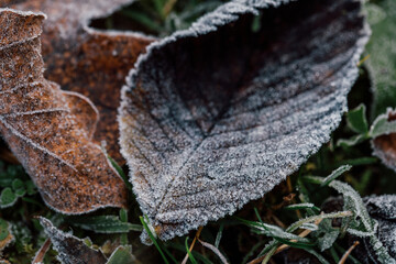 Wallpaper autumn leaves covered with frost