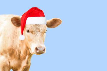 Bull in Santa Claus hat isolated on light blue background, copy space. New year or christmas...