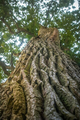 Beautiful oak tree trunk with harsh bark. Big tree in the park. Natural scenery