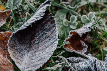 Wallpaper autumn leaves covered with frost