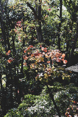 紅葉 もみじ 赤い 和風 日本庭園 日本 落ち着いた 