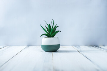 green plant in a vase