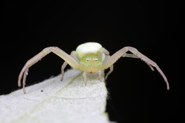 Spiders on wild plants, North China