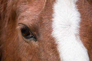 close up of horse