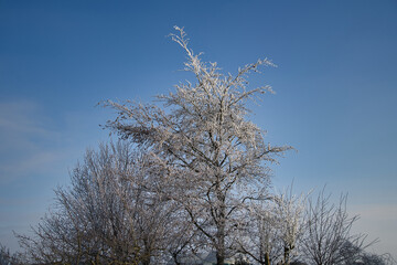 Ausgefallene Eisblumen auf schneebedeckten Zweigen, Frost auf gekringelten Ästen, frosty winter wonderland