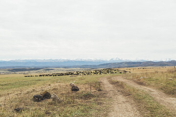 Obraz premium a herd of black sheep grazing in a meadow with mountains in the background