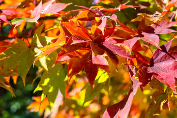 紅葉 もみじ 赤い 秋 キレイ 鮮やか グラデーション カラフル