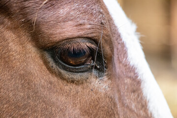 eye of a horse