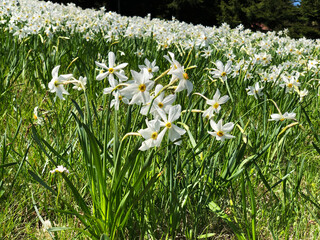 White wild narcissus in the Slovenian mountain ridge Karavanke - Golica mountain near Jesenice