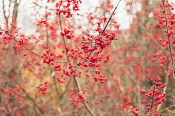 Red leaves on the autumn tree