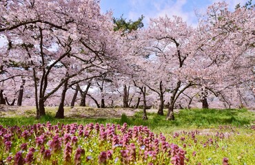 Naklejka premium 信州 満開の桜
