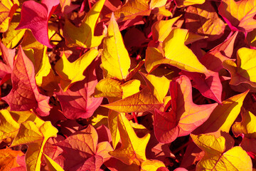 Ornamental autumn leaves Ipomoea Sweet Potato, Nature Palette Ipomoea batata. Natural leaves background