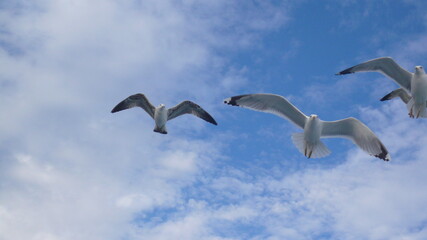 Fototapeta premium Three flying seagulls