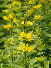 Yellow loosestrife or lysimachia punctata. Ornamental plant with Loads of golden yellow flowers on upright stems between slighty lime green, yellowish and bright creamy foliage