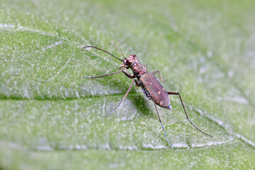 Spotted tiger beetles inhabit wild plants in North China