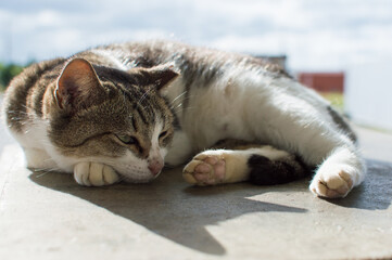 背中に太陽の光を浴びてのんびりしているキジトラ模様の可愛い猫