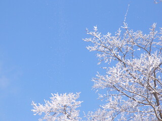 snow covered tree