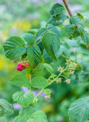 Raspberry on a branch