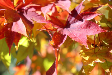 紅葉 もみじ 赤い 秋 和風 日本 葉っぱ イエロー 綺麗 