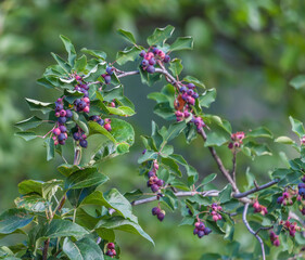 Ripe amelanchier berries on bush